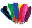 colored bird feathers