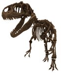 dinosaur skeleton