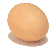 egg chicken