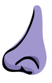 purple nose